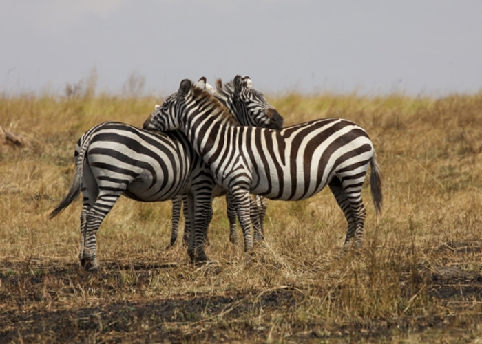 10 Days Wildlife Safaris To Tanzania.