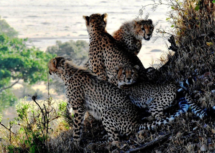 7 Days Big Game Serengeti, Tarangire, Natron & Ngorongoro