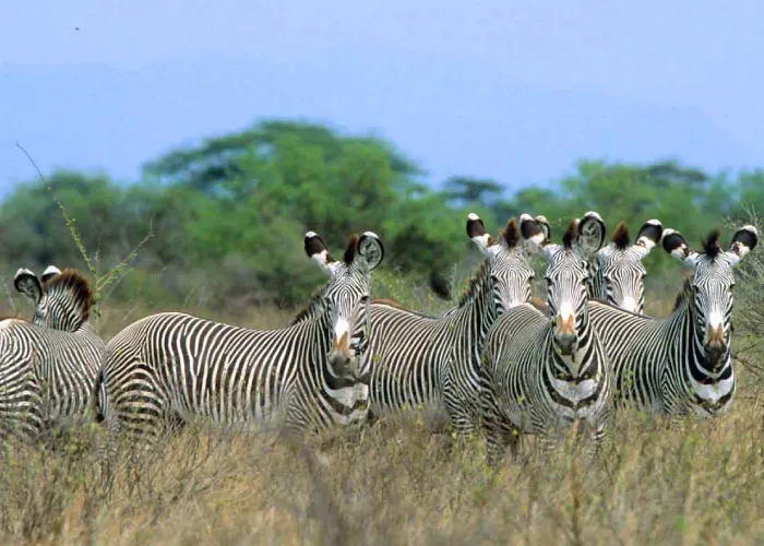 5 Days Amboseli & Tsavo Safari