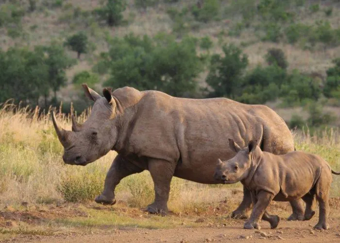 6 Days Masai Mara and Lake Nakuru Safari