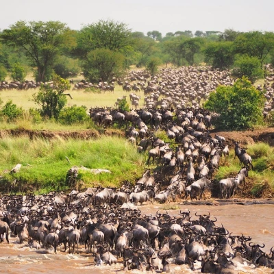Wildebeest great migratoin safaris