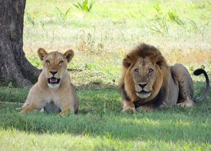 3 Day Budget Safari