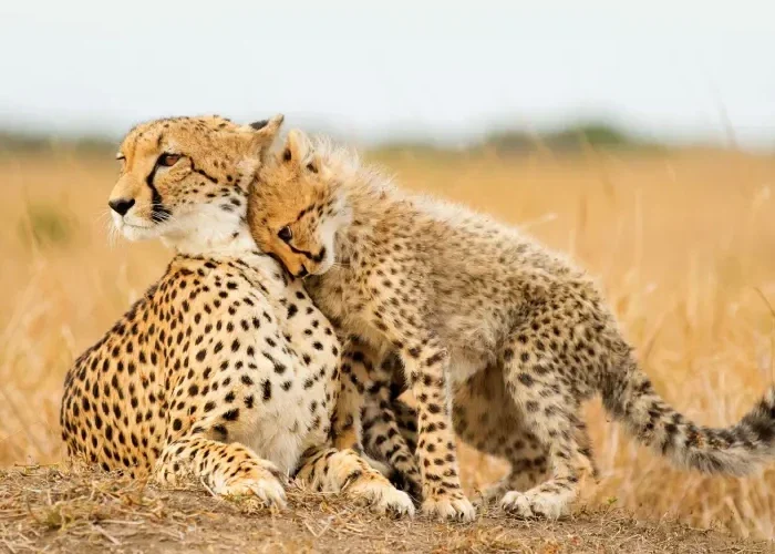 4-Day Budget Safari Tanzania