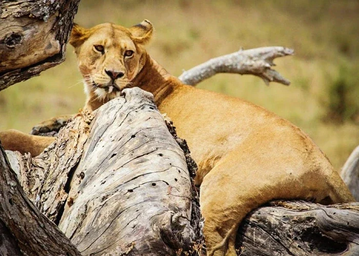 5 Days Tanzania Luxury Safari