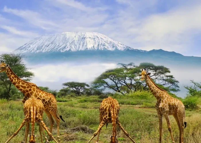 6 Days Amboseli and Tsavo Safari adventure