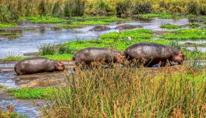 6 Days Mid-Range safari in Tanzania