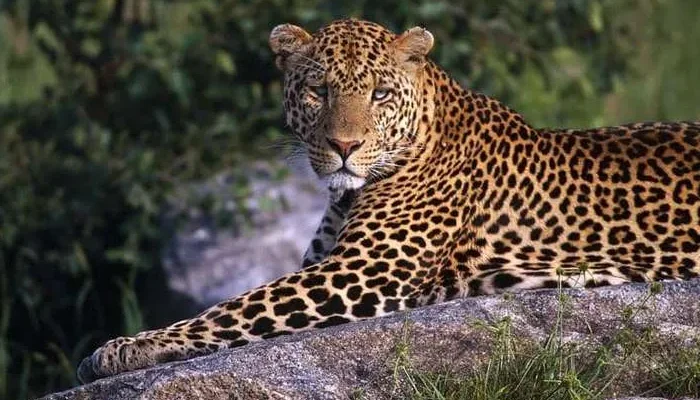 6 Days Serengeti & Ngorongoro Crater Exploration