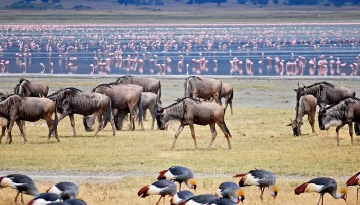 7 Days Tanzania Safari