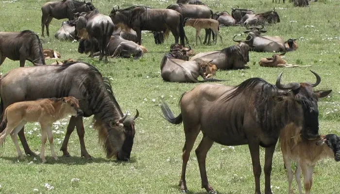 7 Days Ndutu, Serengeti & Ngorongoro Migration Safari