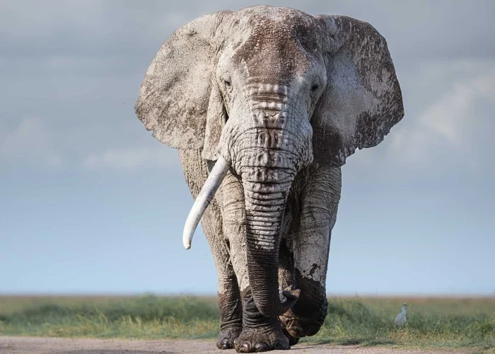 Amboseli National Park