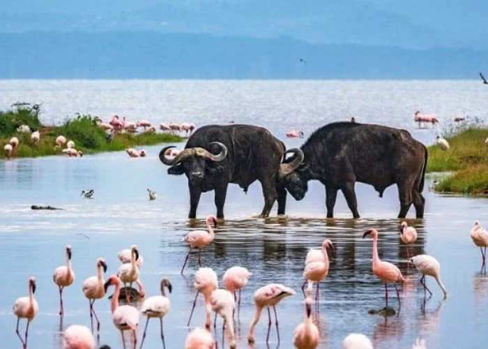 Lake Nakuru